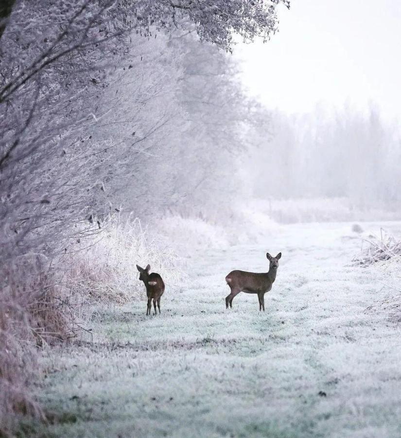 Prive In Een Bosrijke Omgeving Welkom Bij Gastenverblijf Het Ontsnapte Schaap In Jubbega Esterno foto